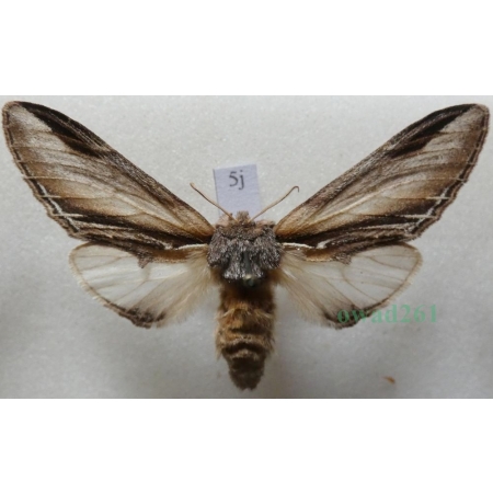 Pheosia tremula (Clerck, 1759) female Garbatka osinówka Czech5j